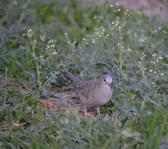 Columbina inca