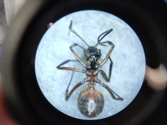 Polyrhachis bihamata