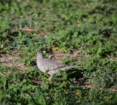 Columbina inca