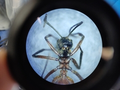 Polyrhachis bihamata