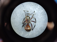 Polyrhachis bihamata