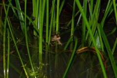 Lithobates lenca