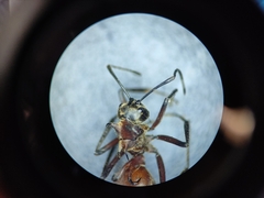 Polyrhachis bihamata