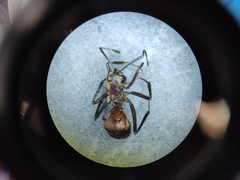 Polyrhachis bihamata