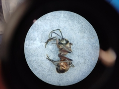 Polyrhachis bihamata