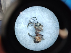 Polyrhachis bihamata