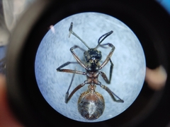 Polyrhachis bihamata