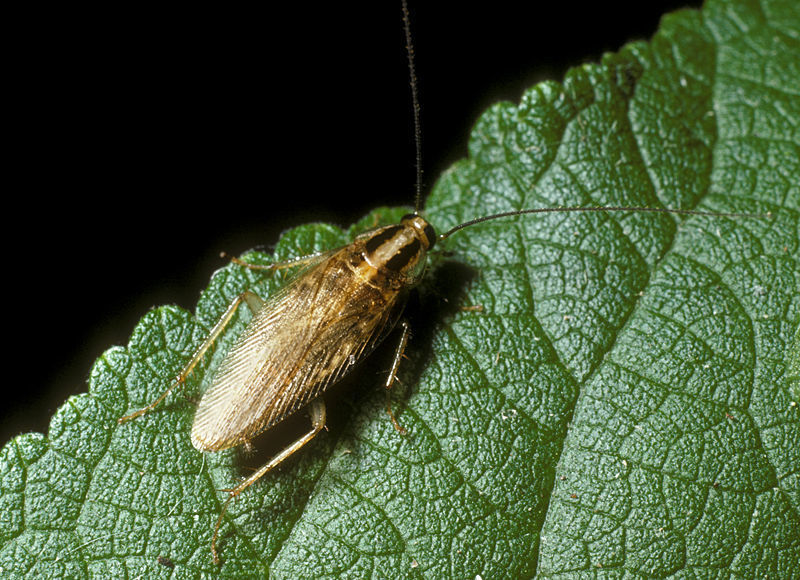 Asian Cockroach