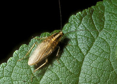 Asian Cockroach
