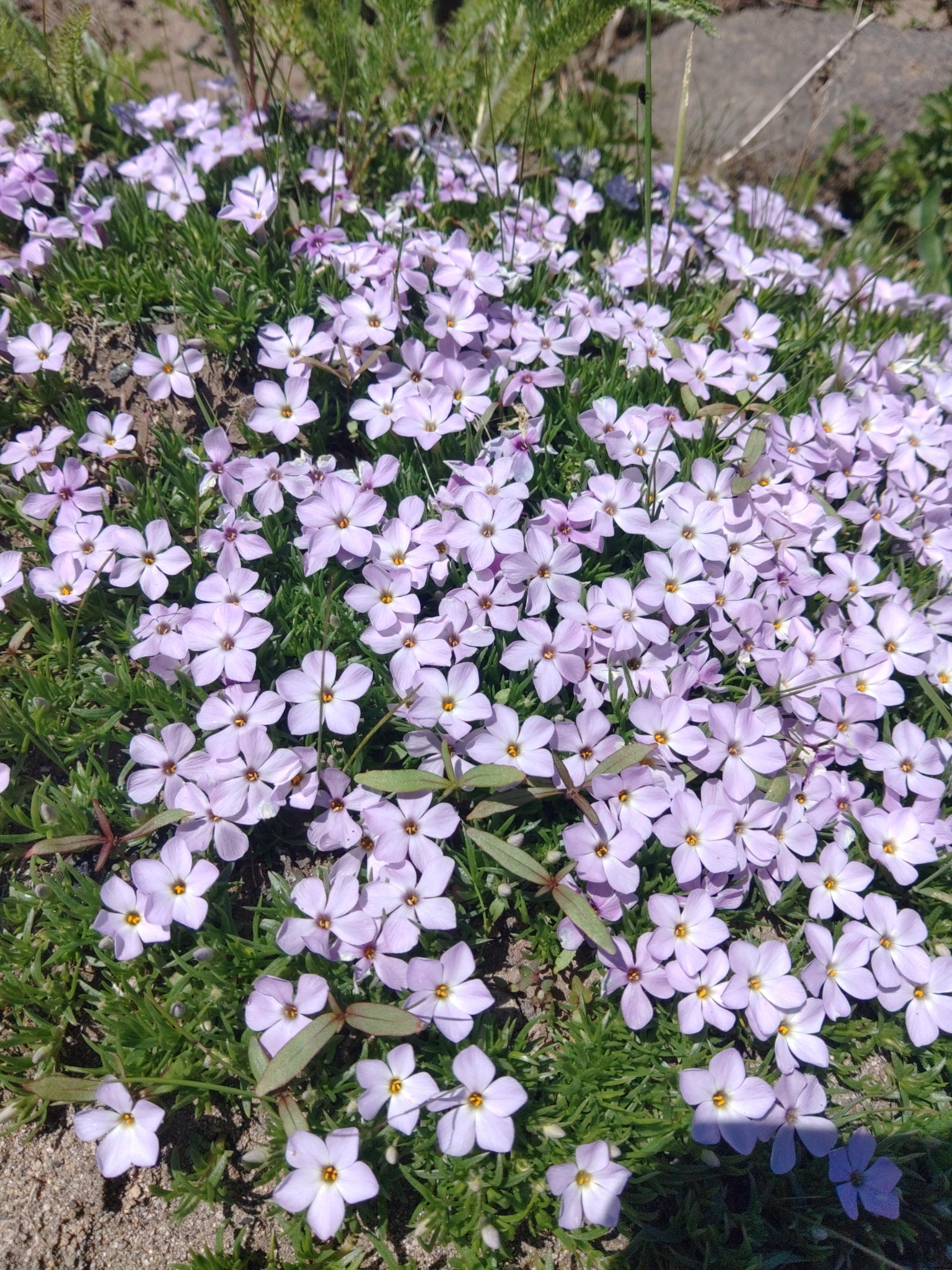 Phlox diffusa