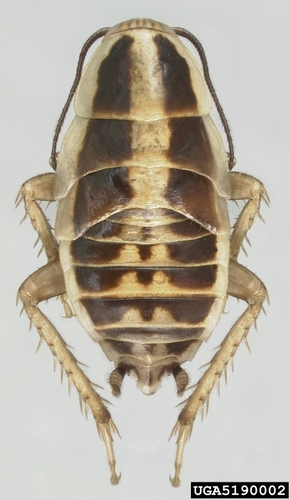 Asian Cockroach photo 4