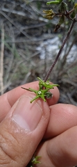 Chthamalia tehuacana