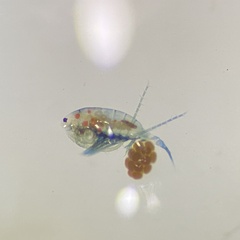 Neocopepoda