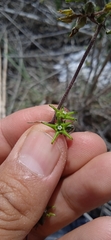 Chthamalia tehuacana