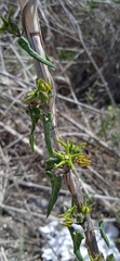 Chthamalia tehuacana