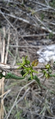 Chthamalia tehuacana