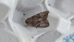 Apamea syriaca