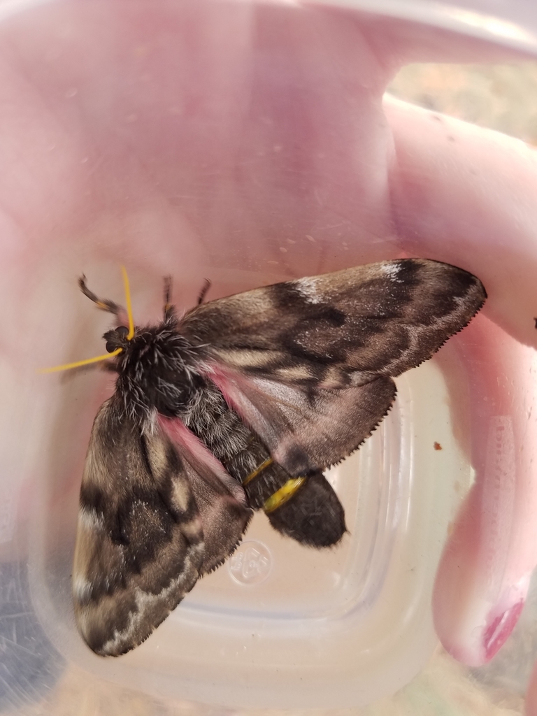 Lusk's Pinemoth