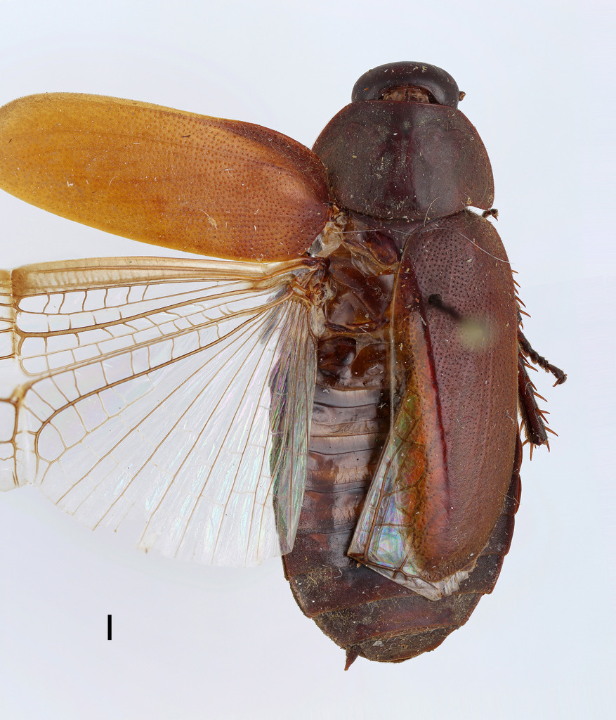Diploptera