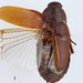 Diploptera - Photo (c) Museum of Zoology, Lund University:  Entomology, alguns direitos reservados (CC BY-NC)