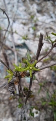 Chthamalia tehuacana