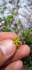 Chthamalia tehuacana