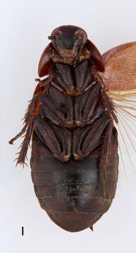 Cockroach Pacific Rim Pacific Beetle Cockroach | Native Nature