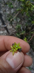 Chthamalia tehuacana