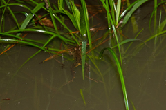 Lithobates lenca