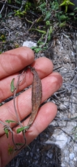 Chthamalia tehuacana