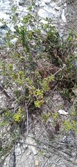 Chthamalia tehuacana