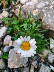 Leucanthemum halleri