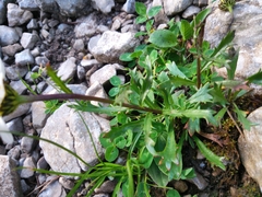 Leucanthemum halleri