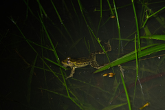 Lithobates lenca