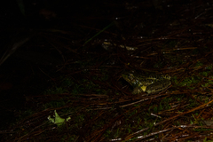 Lithobates lenca
