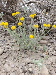 Erigeron aphanactis aphanactis
