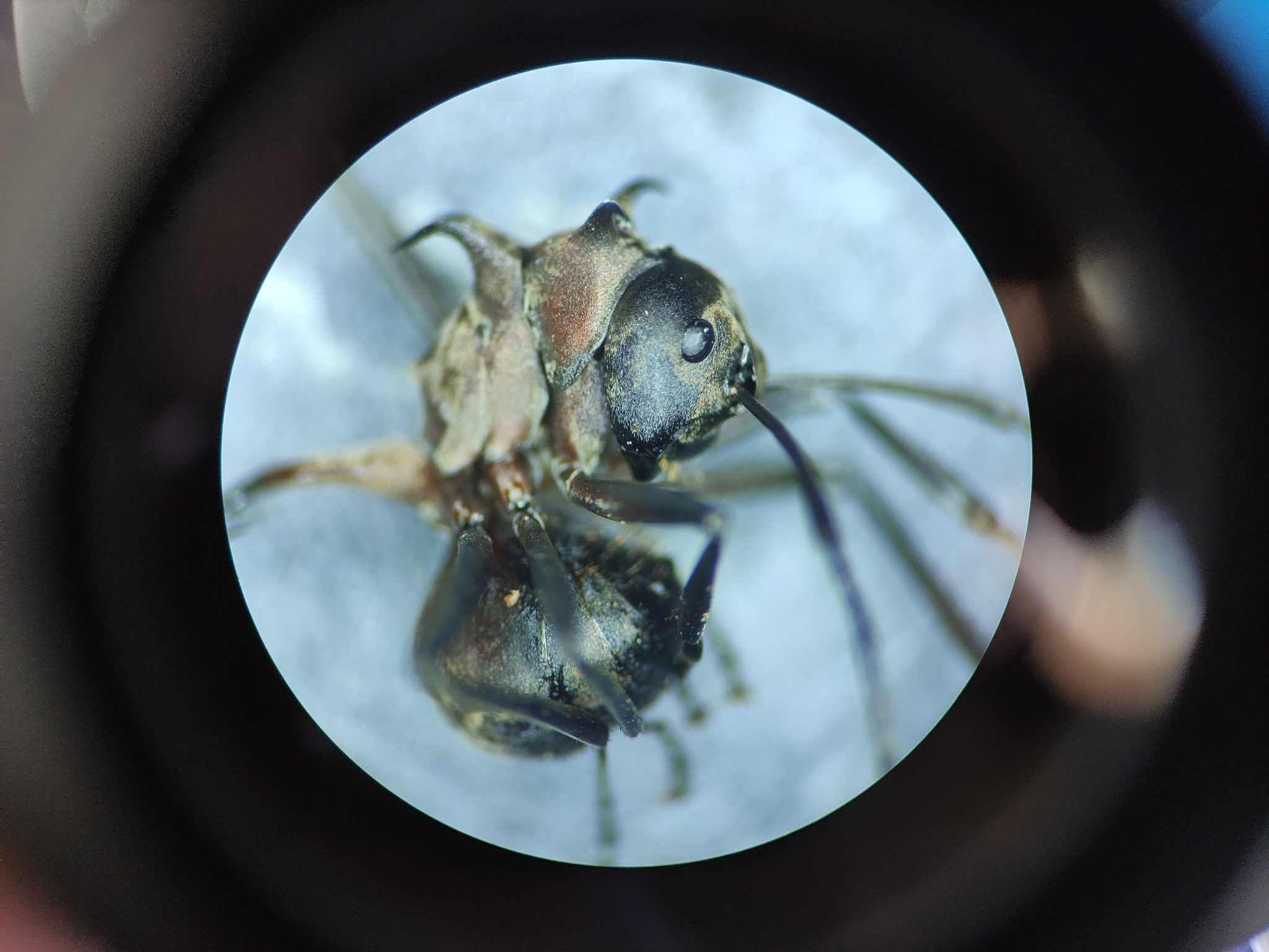 Polyrhachis erosispina
