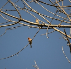 Haemorhous mexicanus
