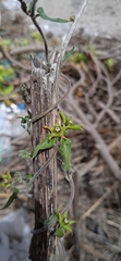 Chthamalia tehuacana