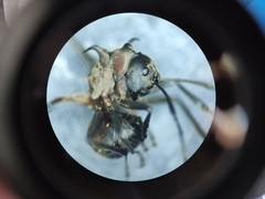 Polyrhachis bihamata