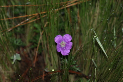 Geranium potentillifolium