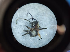 Polyrhachis bihamata