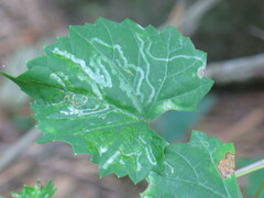 Phyllocnistis vitegenella