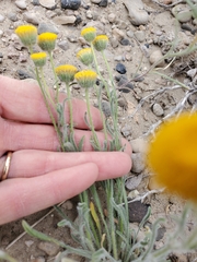 Erigeron aphanactis aphanactis