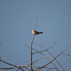 Haemorhous mexicanus
