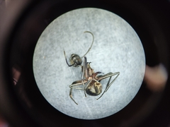 Polyrhachis bihamata