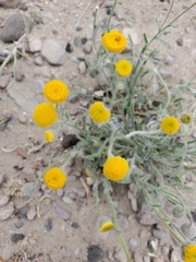 Erigeron aphanactis aphanactis