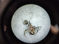 Polyrhachis bihamata