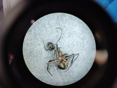 Polyrhachis bihamata