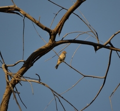 Haemorhous mexicanus